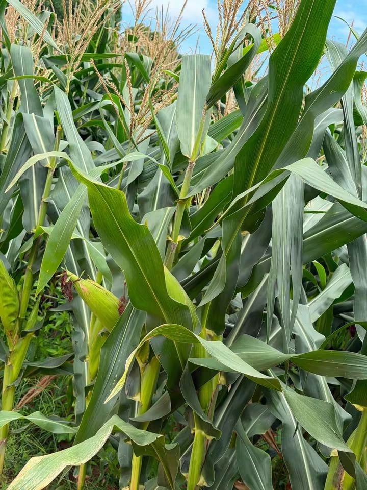 IAR hosts ‘Eating is Believing’ showcase to allay fears over TELA maize FB IMG 1788119594254