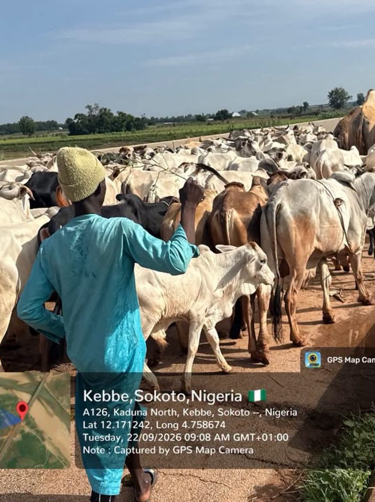 JUBILATION IN KEBBE AS TROOPS RECOVER MASSIVE HERD OF RUSTLED CATTLE FB IMG 1790105366878