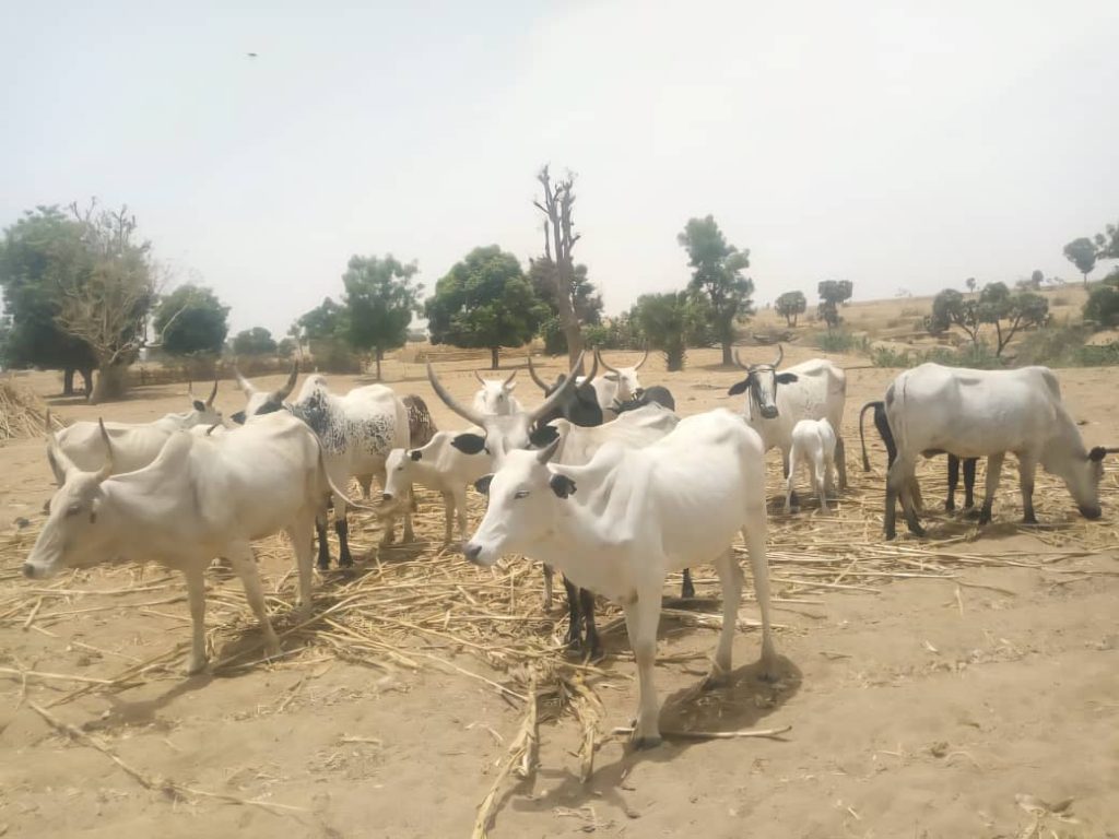 KADUNA STATE POLICE COMMAND BURST ANOTHER CRIMINAL GANGSTERS ARRESTED NOTORIOUS CATTLE RUSTLER AND ARMS DEALERS/BANDITS, RECOVERED STOLEN COWS AND 200 LIVE AMMUNITIONS IMG 20260405 WA0018