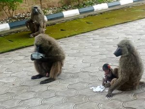 IMG 20261001 WA0031