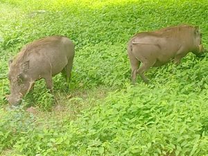 IMG 20261001 WA0035