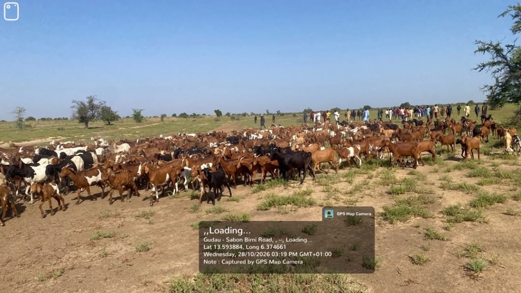 TROOPS OF OPERATION FANSAN YAMMA THWART TERRORIST AMBUSH IN ZAMFARA, RESCUE 2 ABDUCTED HERDERS, RECOVER 520 LIVESTOCK IN SOKOTO IMG 20261028 WA0041